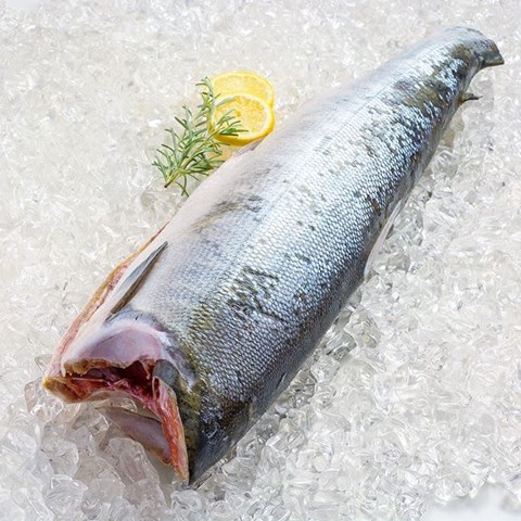Obrázek z  Divoký losos kisutch - coho, kuchaný, bez hlavy cca 2,5kg 