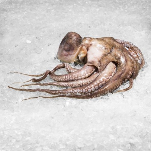 Obrázek Chobotnice celá cca 500 g