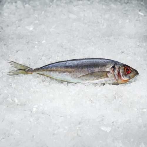 Obrázek Kranas obecný - šprot 1000g