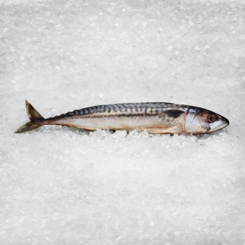 Obrázek  Makrela celá kuchaná cca 1200 g