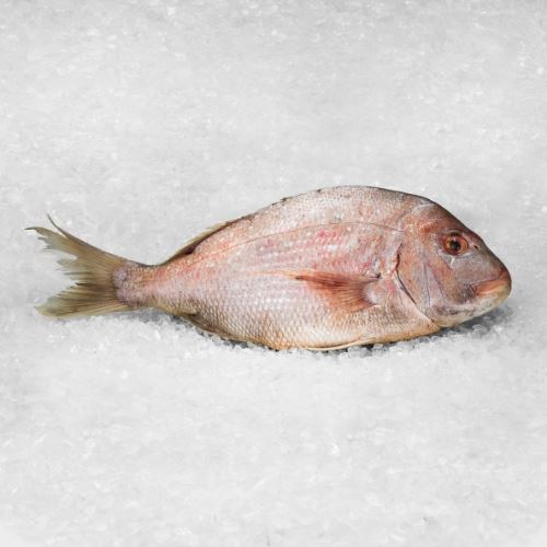 Obrázek Pražman zlatý -  celá ryba 1,5kg