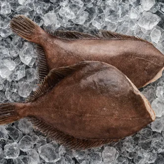 Zobrazit detail produktu - Halibut celá ryba cca 2,2kg | 1235 Obrázek Halibut celá ryba cca 2,2kg