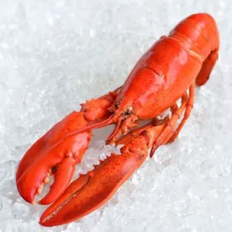 Zobrazit detail produktu - Humr kanadský, předvařený, cca 450 g  | 619 Obrázek Humr kanadský, předvařený, cca 450 g