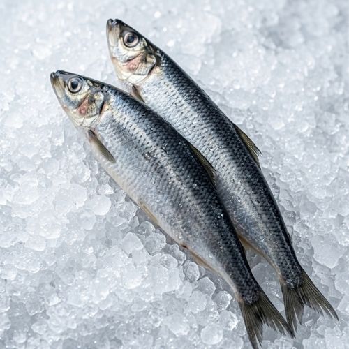 Obrázek Sleď atlantský kuchaný 1000 g | Třídění 300 g+ | Ideální na zavináče 1000g
