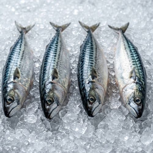 Obrázek z  Makrela celá kuchaná cca 1200 g 