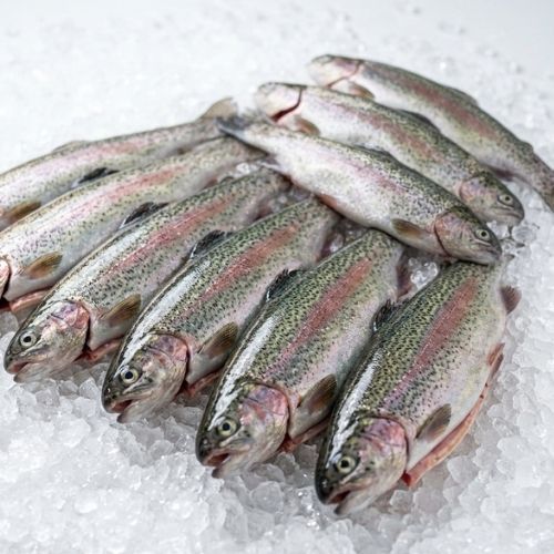 Obrázek Balení pstruhů 3 kg | 10 kusů za 597 Kč